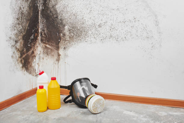 Best Black Mold Removal  in Brookings, SD