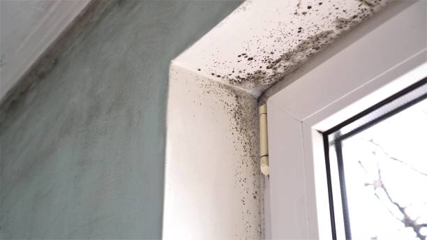 Best Toxic Mold Removal  in Brookings, SD