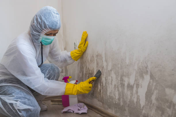 Best Toxic Mold Removal  in Brookings, SD