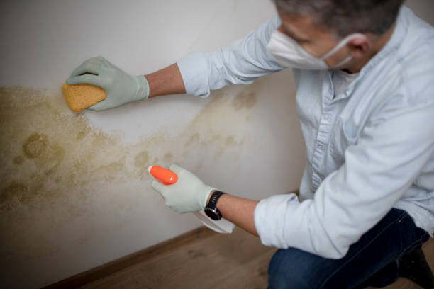 Best Local Mold Removal Service  in Brookings, SD