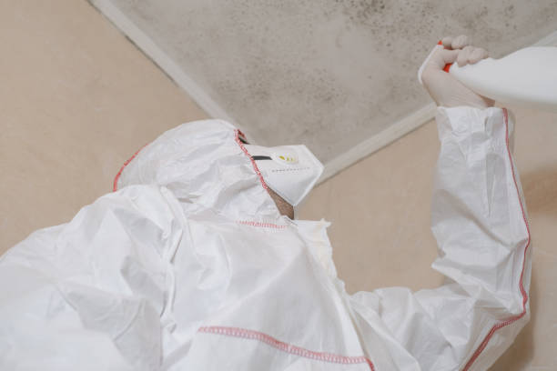 Best Certified Mold Removal  in Brookings, SD