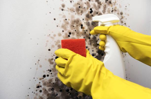 Best Mold Removal Specialists  in Brookings, SD