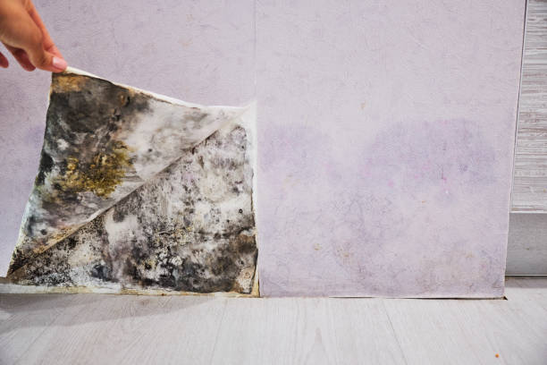 Best Emergency Mold Removal  in Brookings, SD